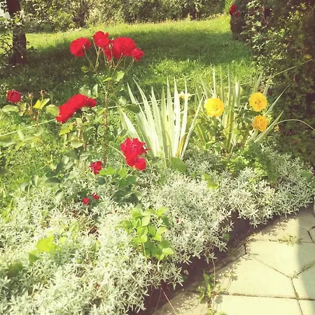 Velickovic * 즐라티보